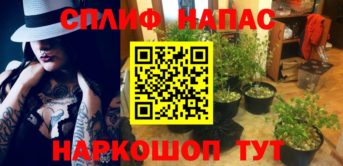 Бошки марихуана MAZAR Сокол